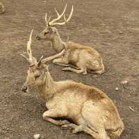 Deer Farm