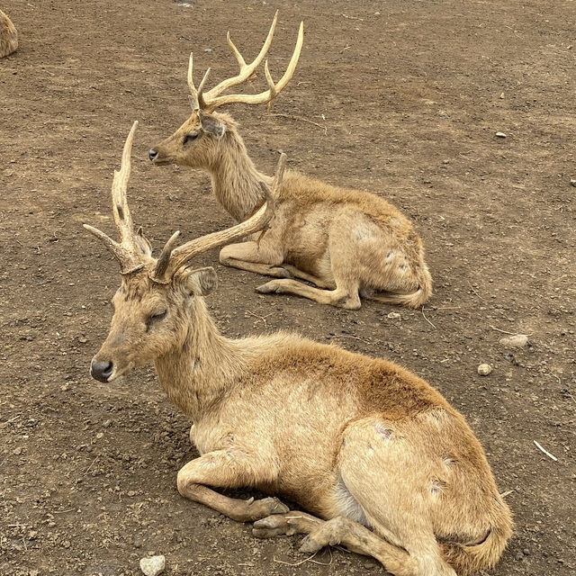 Deer Farm
