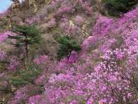 봄꽃들의 향연이 펼쳐지는 환상적인 풍경, 주산수곡(珠山水谷)