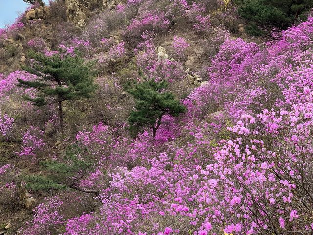 봄꽃들의 향연이 펼쳐지는 환상적인 풍경, 주산수곡(珠山水谷)