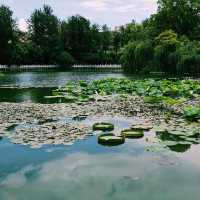 An afternoon stroll in Green Lake park