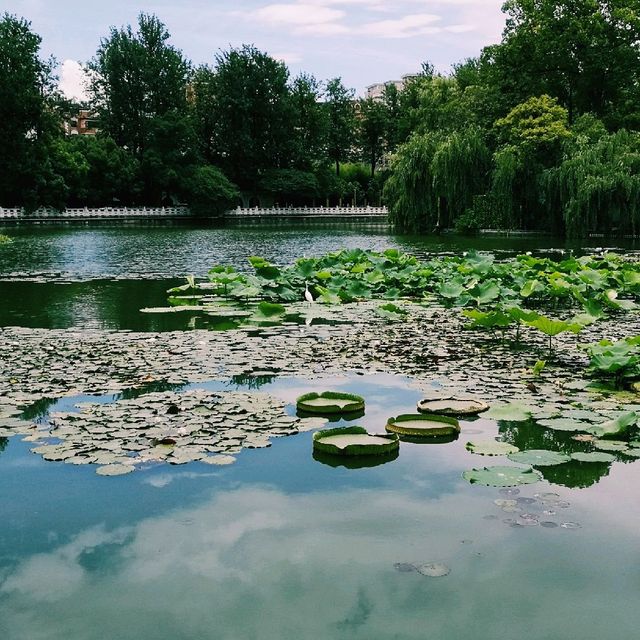 An afternoon stroll in Green Lake park