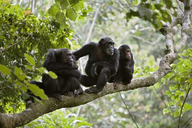 The 3 Day Chimp Tracking in Kibale
