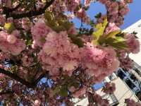 This year's cherry blossoms can be enjoyed to the fullest~
