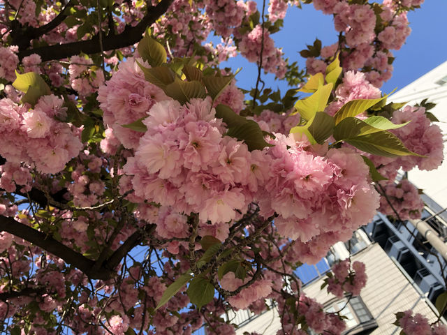 This year's cherry blossoms can be enjoyed to the fullest~