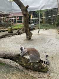A day trip to the surprising Malaysia Wildlife Park.