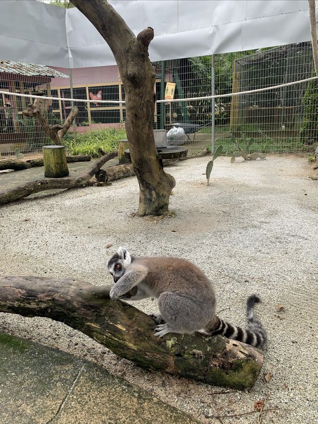 A day trip to the surprising Malaysia Wildlife Park.