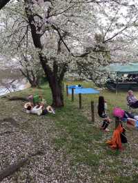 Japan Sakura Season Fukuoka Dazaifu Park