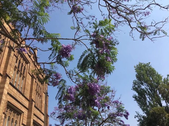 Falling in love with jacarandas, all because of one city: Sydney.