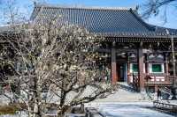 【Kyoto · Chishakuin · Red Plum Blossom · 2023】