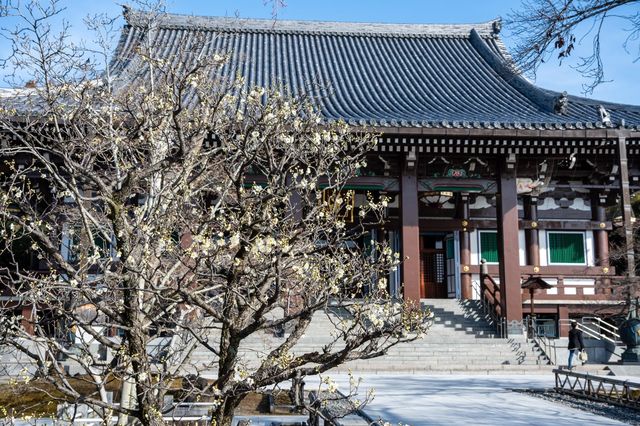 【Kyoto · Chishakuin · Red Plum Blossom · 2023】