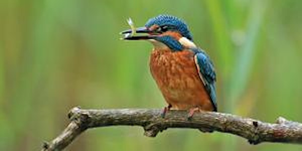 Wildlife in your community (EWC1806 Community) | Hadleigh Cricket Club (Suffolk)