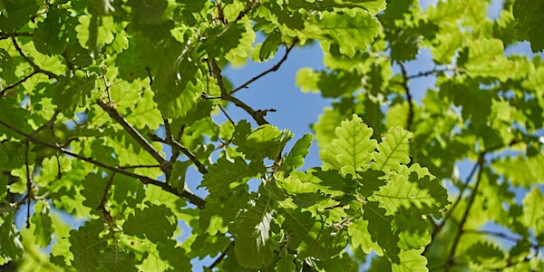 ***MORE TIME TO RELAX*** Unwind in the Woods: forest bathing at Salcey | Salcey Forest