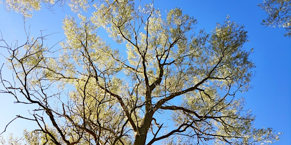 Deep dive into trees | Green Synergy Charity