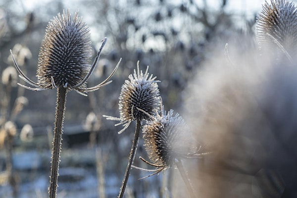 Winter British Sign Language Garden Tour - Royal Botanic Garden Edinburgh | Royal Botanic Garden Edinburgh