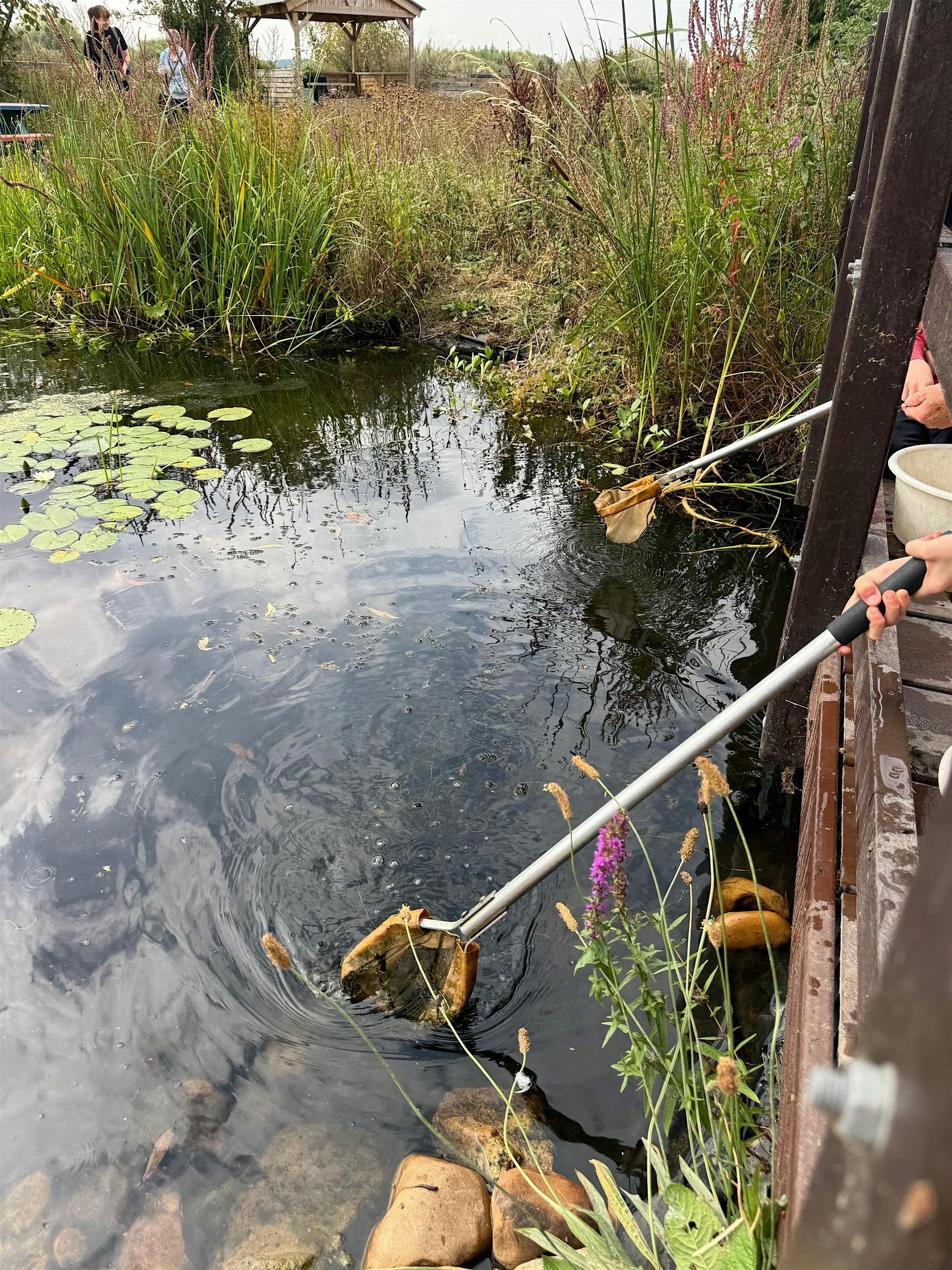 Pond Dipping at Attenborough Nature Reserve | Attenborough Nature Reserve - Parking at ANC