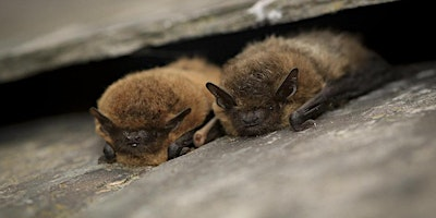 Bat Night with Jean Oudney | Scottish Wildlife Trust - Loch of the Lowes Visitor Centre & Wildlife Reserve