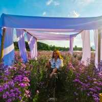 Flower Lovers. CNX | สวนดอกไม้เชียงใหม่​