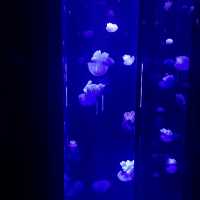 【東京】サンシャイン水族館はクラゲがすごい！！