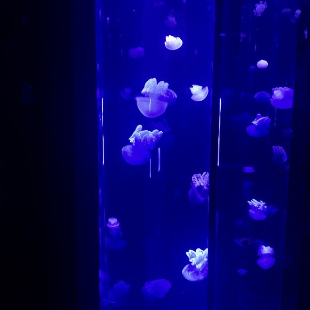 【東京】サンシャイン水族館はクラゲがすごい！！