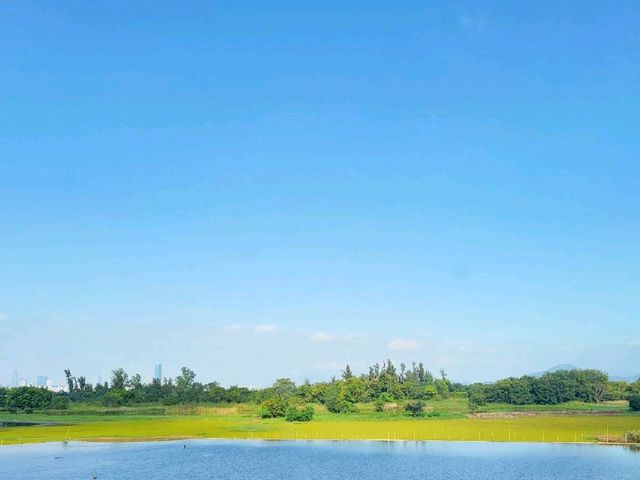 候鳥天堂。香港濕地公園 Hong Kong Wetland Park