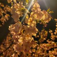 【伊豆】河津桜