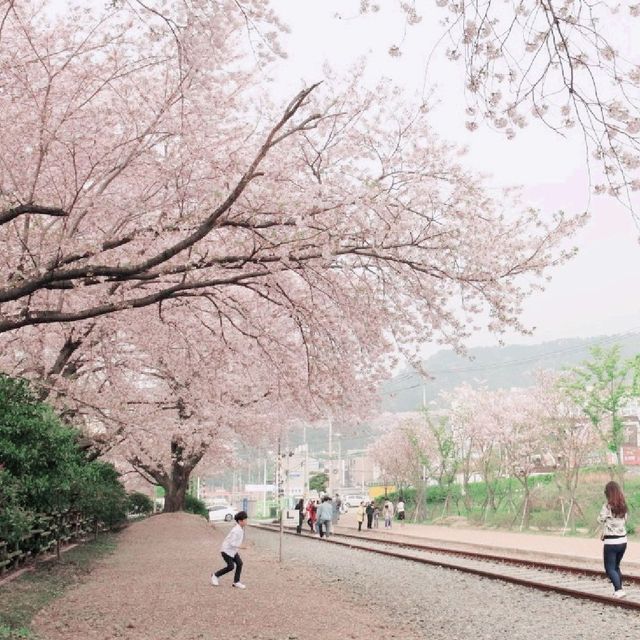 진해군항제 다음 달에 볼 수 있는 모습
