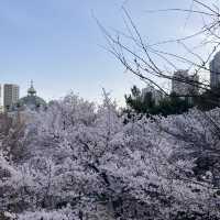 벚꽃 명소 [롯데월드]