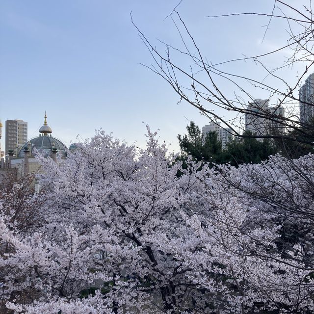 벚꽃 명소 [롯데월드]