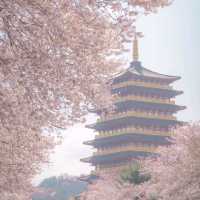 🌸경주 벚꽃 모음집 2탄!