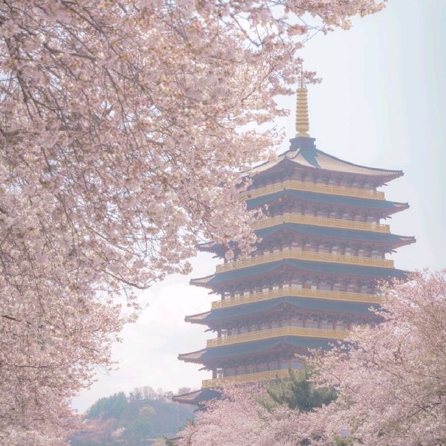🌸경주 벚꽃 모음집 2탄!