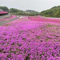 【栃木】まだまだ楽しめる芝ざくら