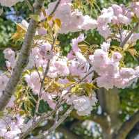 象の鼻パーク入り口付近の桜