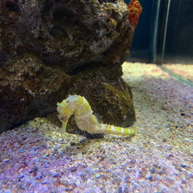 泰國｜曼谷水族館🐬暹羅海洋世界