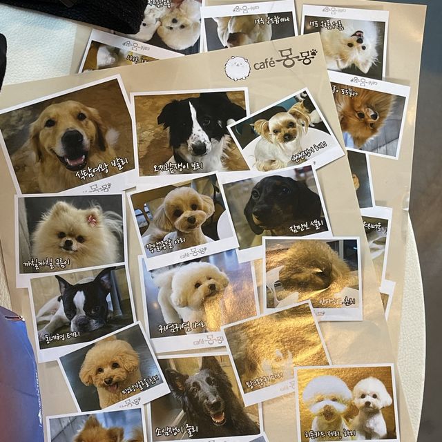 카페몽몽 🐶 댕댕이들과 힐링하기