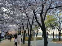 사시사철 언제 가도 예쁜 꽃과 푸른 나무를 구경할 수 있는 대구 수성못🌸🌺