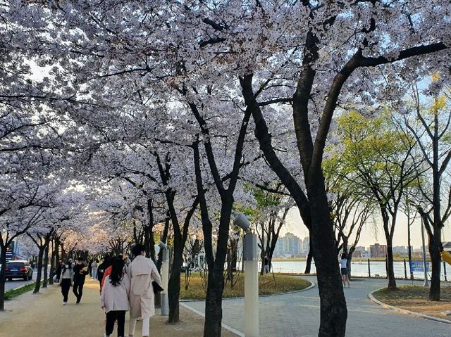 사시사철 언제 가도 예쁜 꽃과 푸른 나무를 구경할 수 있는 대구 수성못🌸🌺
