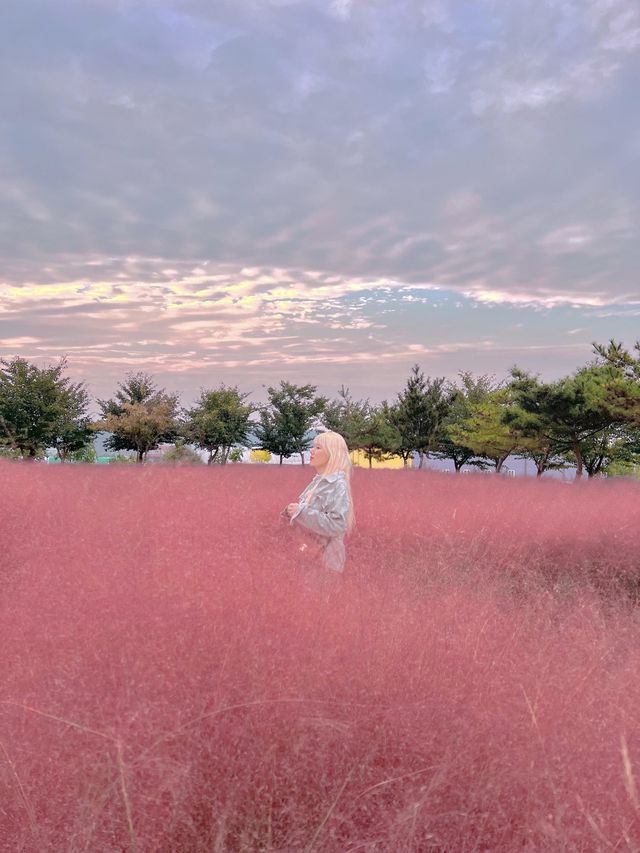 천안 핑크뮬리 카페☕️