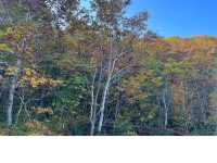 【青森】リフレクションの絶景✨蔦沼の紅葉
