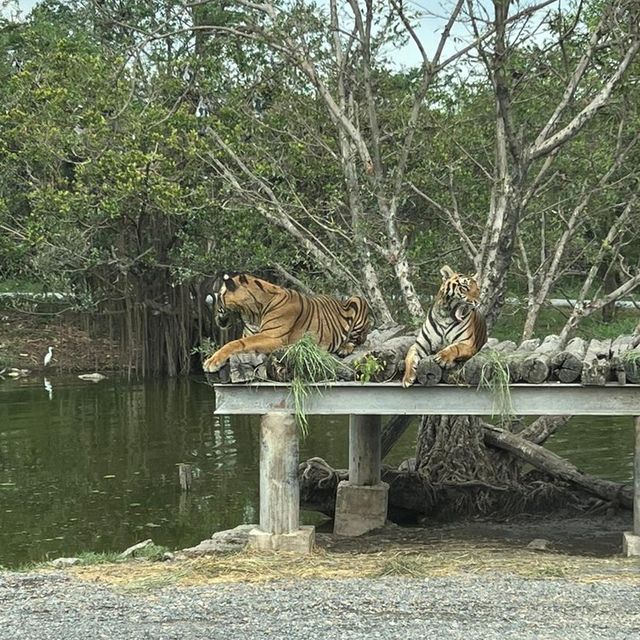 Excellent Experience in Safari World 🇹🇭