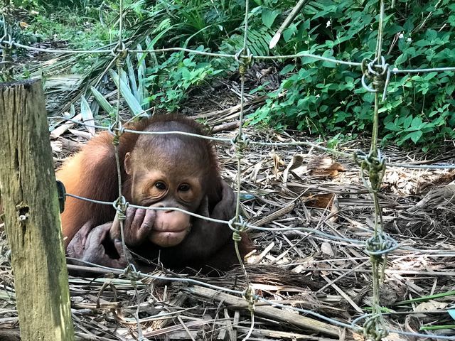 Bukit Merah Orang Utan Island 🦧✨