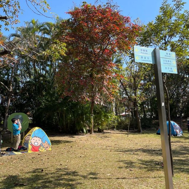 紅葉🍁打卡（青衣公園）市區內既紅葉交通超方便