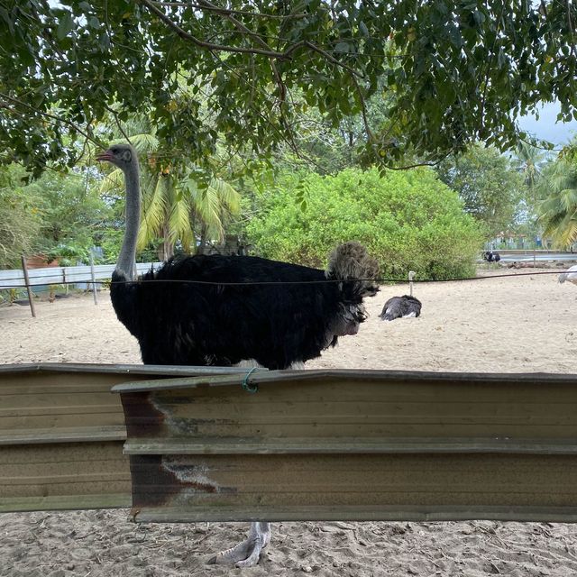 Burung Unta banyak. Ayam, itik, kuda pun ada.
