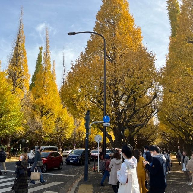 遍地黃金，每一年秋天最美的銀杏樹
