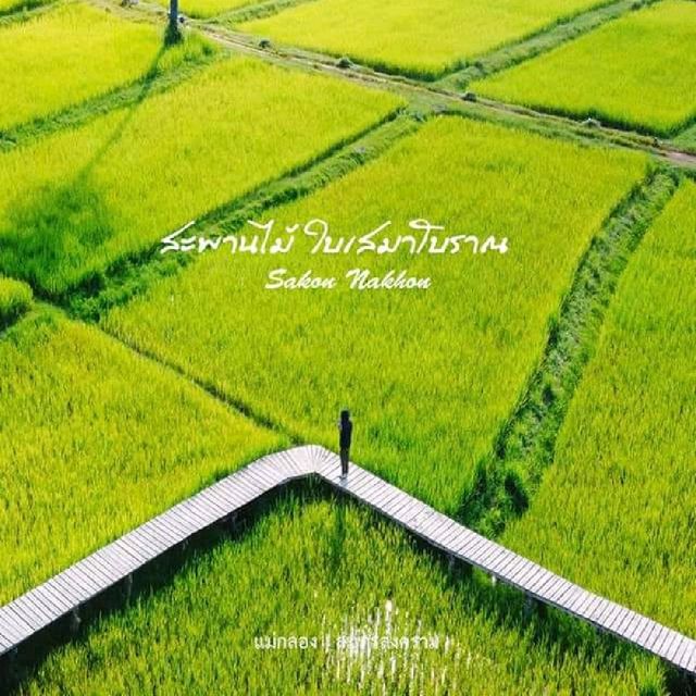 ทุ่งนา สะพานไม้ ใบเสมาหินโบราณ เต่างอย สกลนคร