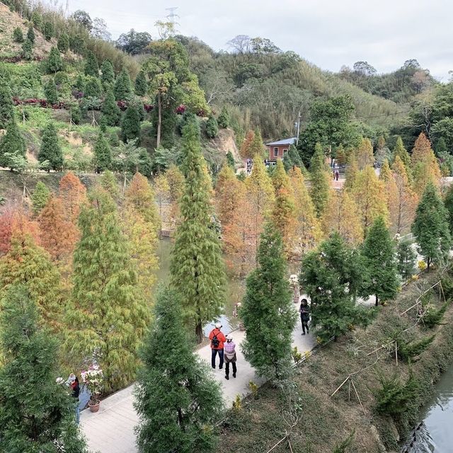 三灣落羽松莊園 🖌 秋意濃🍁的文青打卡景點