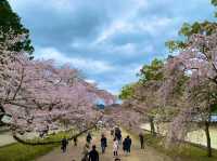 京都　SAKURA 桜めぐり❗️醍醐寺　伽藍の桜に感動❗️