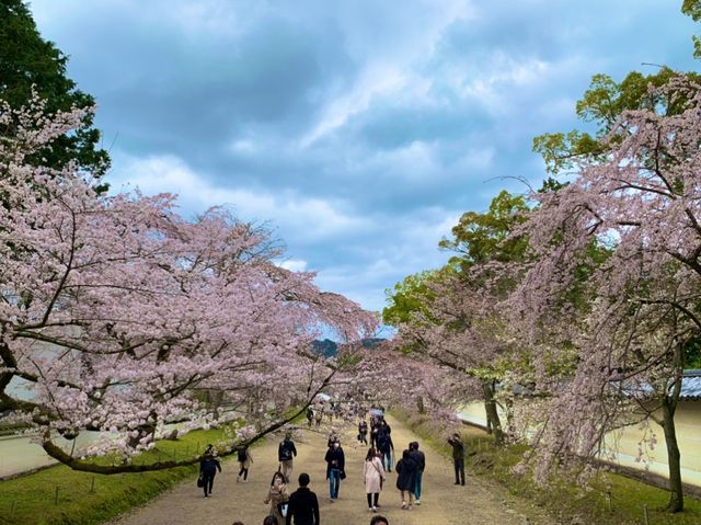 京都　SAKURA 桜めぐり❗️醍醐寺　伽藍の桜に感動❗️