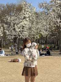서울 꽃놀이 명소 “서울숲”