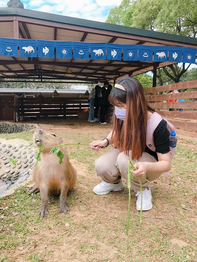 桃園埔心牧場 跟可愛水豚互動(⁎⁍̴̛ᴗ⁍̴̛⁎)